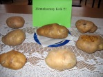 wito pieczonego ziemniaka - fot. M. Dbek ::  56